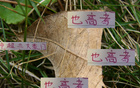 中超豪門6月7日戰(zhàn)，海港進球七粒領(lǐng)跑