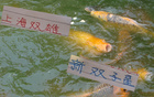 上海德比后，海港雙子星與申花雙子星能否征戰(zhàn)東亞杯？