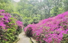 今夜鎮(zhèn)江，杜鵑紅盛開，信念待果。