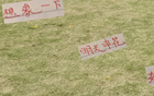 海港帥氣足，申花輸球想象。